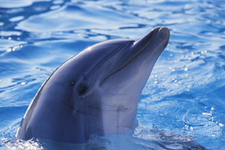 bottlenose dolphin