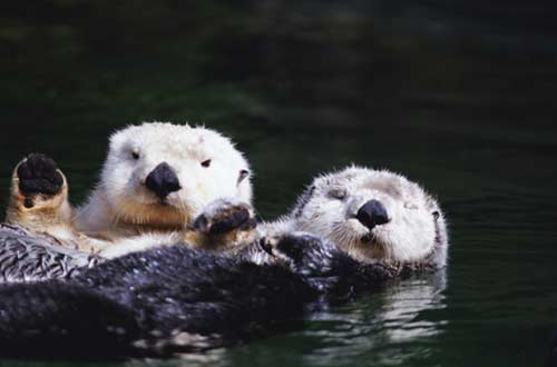 Sea otters